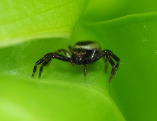 Synema globosum